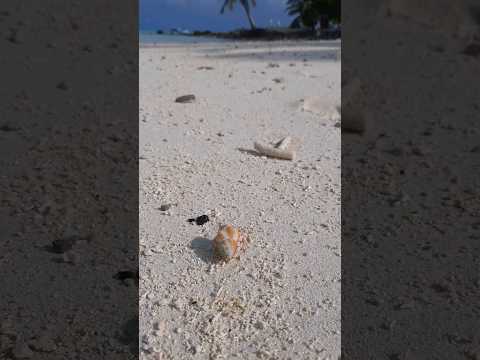Maldive 🐌  जीवित शंख #maldives #beach #shell  #travel #viral #sand #snail  #shortvideo #nature #sea