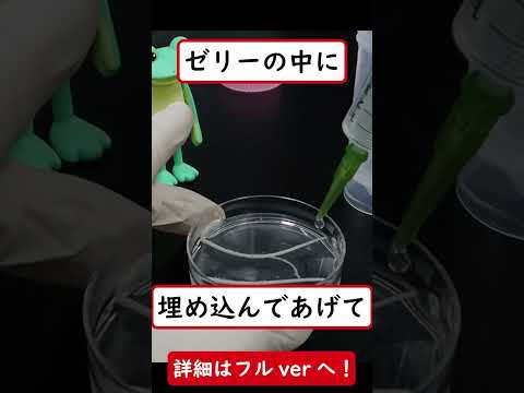 再生医療の研究は実は身近なのかも   ？【博士学生・研究紹介】 #shorts