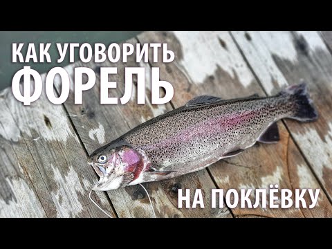 Как уговорить форель на поклёвку? Что такое приманка 'доширак'?