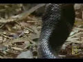 Cobra vs. Serpiente Rata