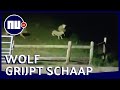 Wolf grijpt schaap vlakbij nieuwbouwwijk in Brabantse Vlijmen | NU nl