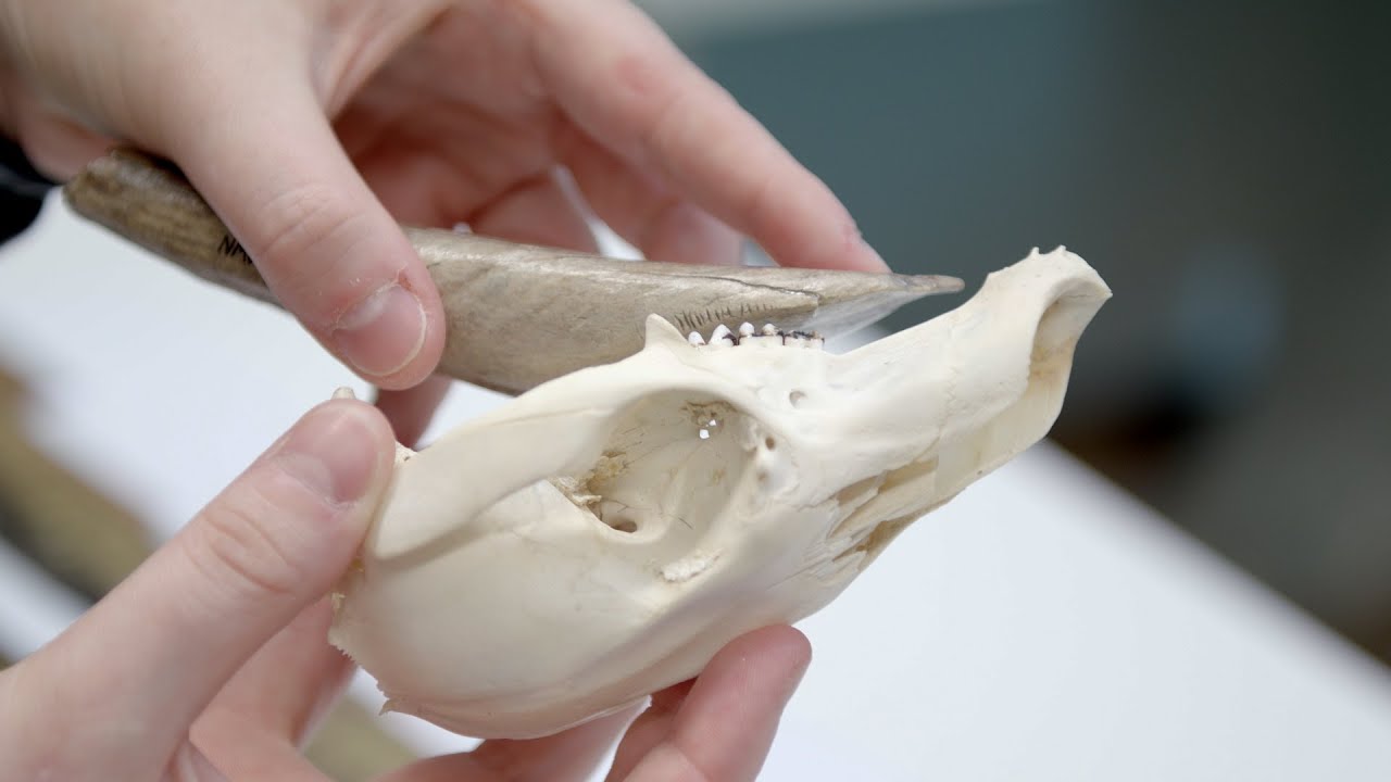 How deep can wombats dig?