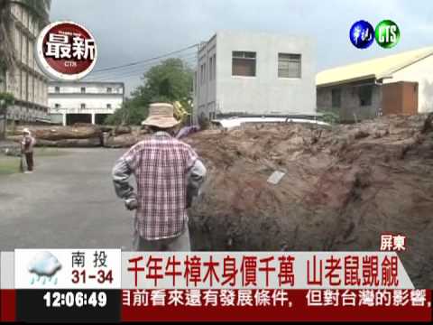 爭奪千年牛樟木 正邪鬥智開戰!