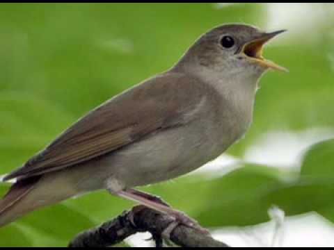 Serenada privighetorii