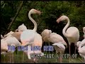 AULD LANG SYNE NURSERY SONG