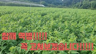 참깨 역병!! 꼭 고쳐보겠습니다!!! 참깨 농사 잘 짓는 법