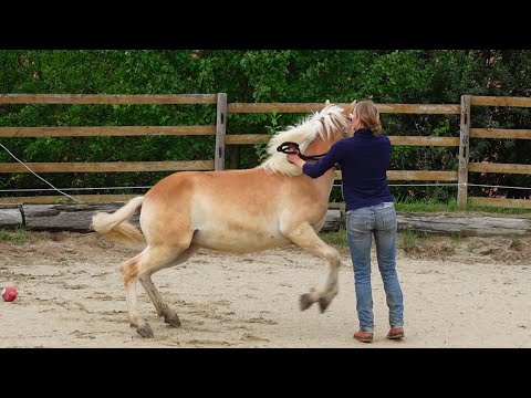 Führtraining mit 1 jähriger Haflingerstute Wunschtraum