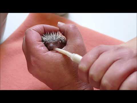 dorastanie jeżątka w ośrodku Jeżurkowo