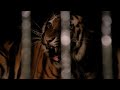 Wild Beasts 1984 Tigers Screen Time