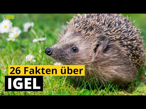 26 Steckbrief-Fakten über Igel - Doku-Wissen über Tiere - für Kinder