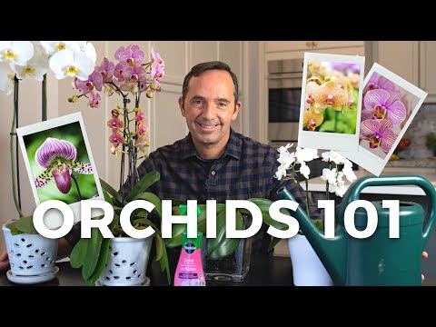 Caring for Orchids: A Step-by-Step Guide