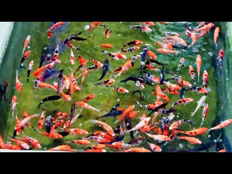 FISH DADDEH - FISH TOUR @ MINGLANILLA, CEBU | FISH HOBBYIST