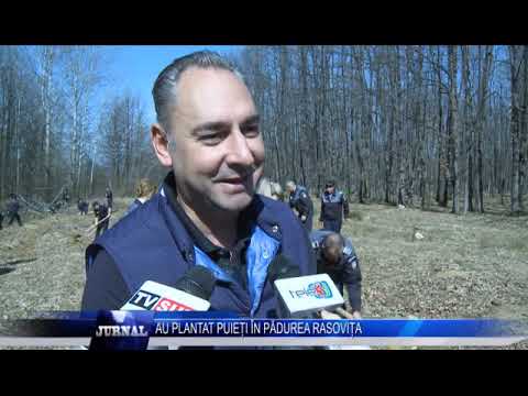 AU PLANTAT PUIETI IN PADUREA RASOVITA