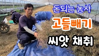 고들빼기 씨앗 채취 심는시기는?
