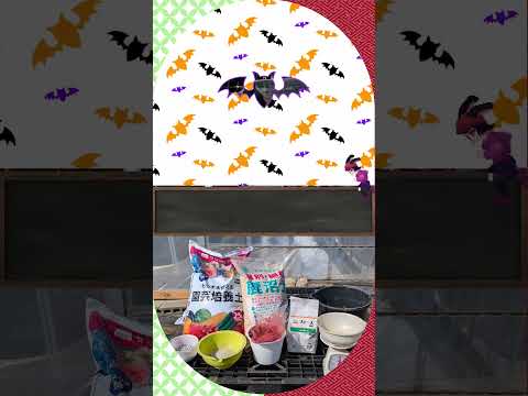 庭で育てるのに最適なイチゴの品種は何ですか?  庭園