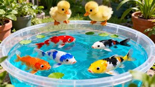 Download lagu unboxing ikan hias warna warni, ikan koi, ikan glowfish, ikan cupang, kura kura brazil 🐠🌈💦 mp3