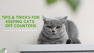 Tips & Tricks for Keeping your Cats OFF COUNTERS!