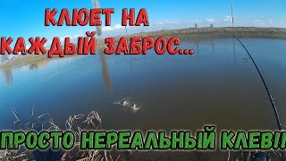 Клев щуки в миллерово на 7 дней