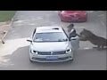 Caught on camera: Woman mauled by tiger after stepping out of car