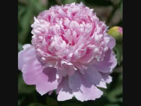 Song Vang 1. Yuav tuag vim kev nco koj.