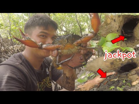 Bihira lang to!Tatlong magkakasunod na Puno Ang Pina-mumugaran Ng aking mga nahuling alimango !