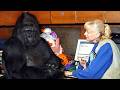 Gorilla That Can Talk Said Something Shocking About Humans You Won T Believe It