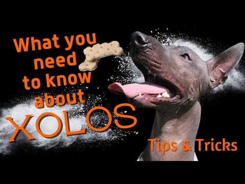 Xolo Tips and Tricks