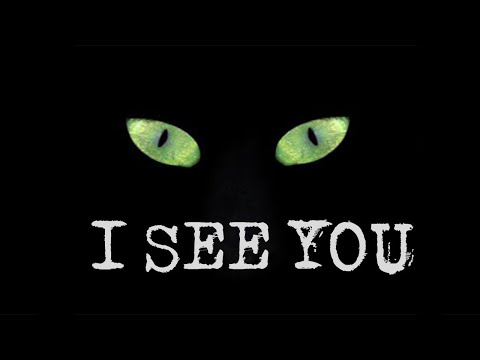Why do cats eyes glow in the dark Night vision of cats- The Informatic Show