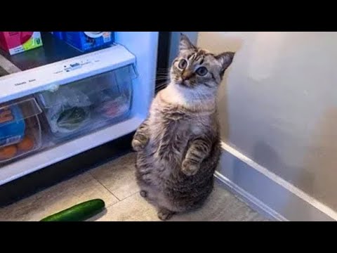 Cats Are So Funny- Cute Cats funny videos. funny cats video compilation. funny cats must watch