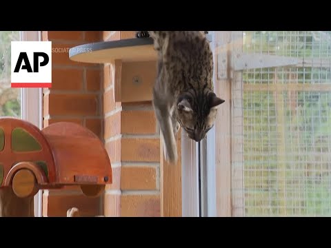 Rise in 'designer' cat breeds at UK adoption centers