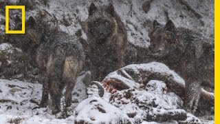 A Man Among Wolves: Photographing Yellowstone’s Iconic Predators | National Geographic