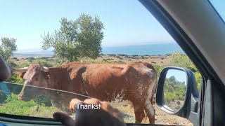 Cow Gives Passersby Some Good Directions  ViralHog