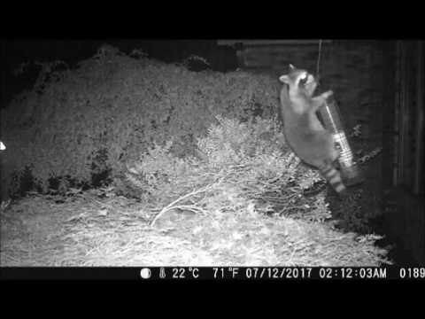 Raccoons and Bird Feeder, Every Night