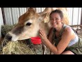 Waiting On A Woman Milk Cow Confessions Part 2 Vlog Familymilkcow Calving