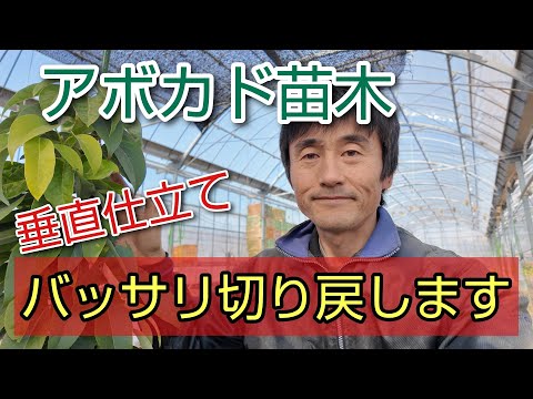 アボカドの木を地中で維持するにはどうすればよいですか?たくさんの実を収穫するための上手なお手入れの秘訣！  庭園