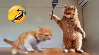 Best Funny Animals 2023 😂 Funniest Cats and Dogs 😻