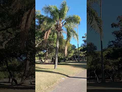 Una mañana en el parque Batlle, Montevideo, Uruguay