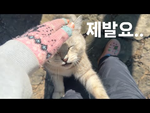 바짓가랑이 잡고 애원하는 고양이...