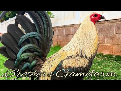 Sweater Pumpkin Grey - BROTHERS FARM