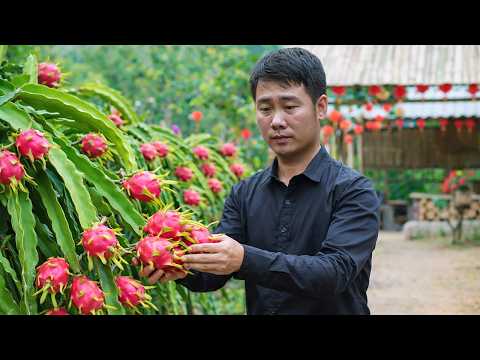 Trieu Duc Plants Dragon Fruit to Boost His Small Farm's Income