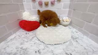 トイプードルの動画01