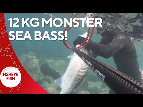 12 KG Monster Seabass Spearfishing! 🌊🐟 - Thrilling Moments and Epic Catch!