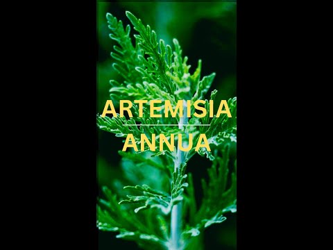 Artemisia Annua