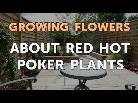 How to Grow Lantana From Saved Seeds