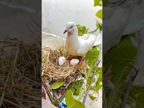 Kabuter Ke ande Gir Gye 😥 #pigeon #kabutar #reaction #shorts #birds