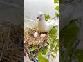 Kabuter Ke Ande Gir Gye Pigeon Kabutar Reaction Shorts Birds