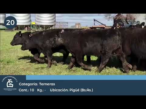 Lote TERNERAS P.C. - Pigüe Bs As