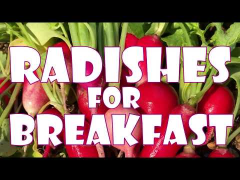 download lagu mp3 mp4 Radishes For Breakfast, download lagu Radishes For Breakfast gratis, unduh video klip Radishes For Breakfast