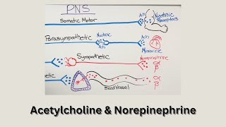 Breakdown of the Nervous System