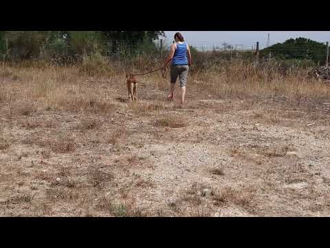 Vídeo de LENNY